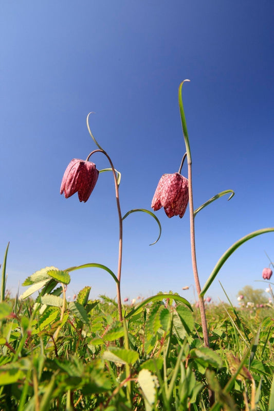Fabulous Fritillaries!