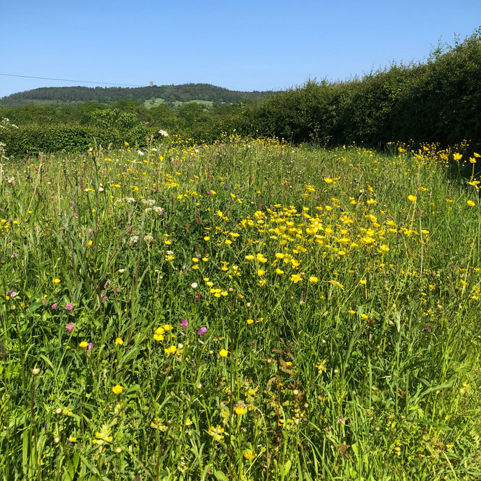 Magical Meadows