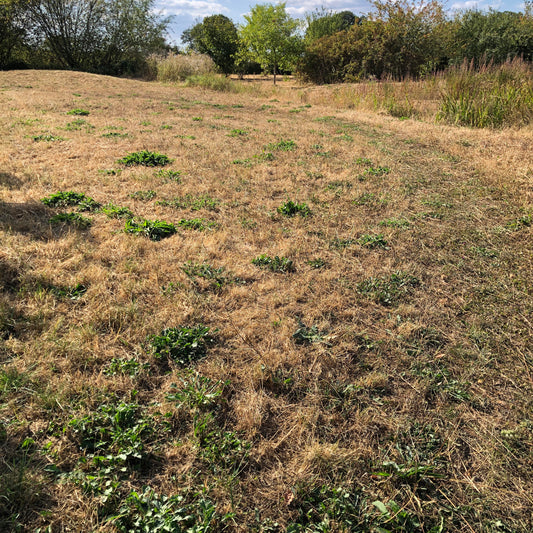 Wildflower meadow in drought, following cutting