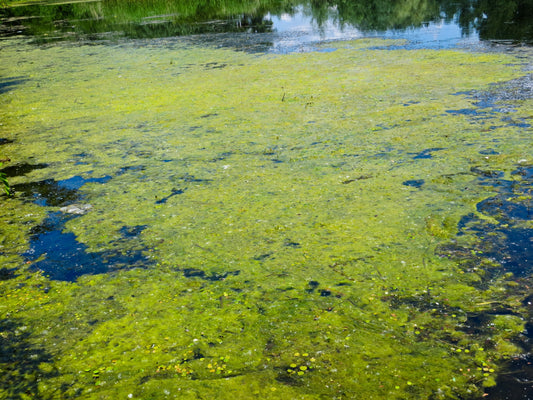Dealing With Algae in Your Wildlife Pond