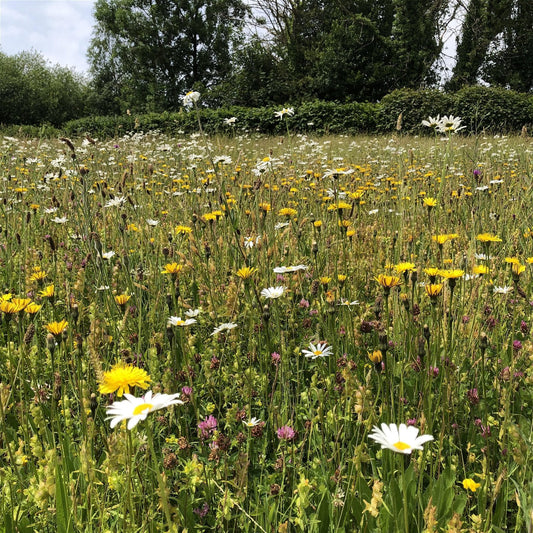 How To Make a Wildflower Meadow: Part Two