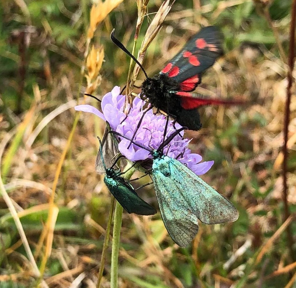 Buy British Wildflowers, Bulbs & Seed Habitat Aid