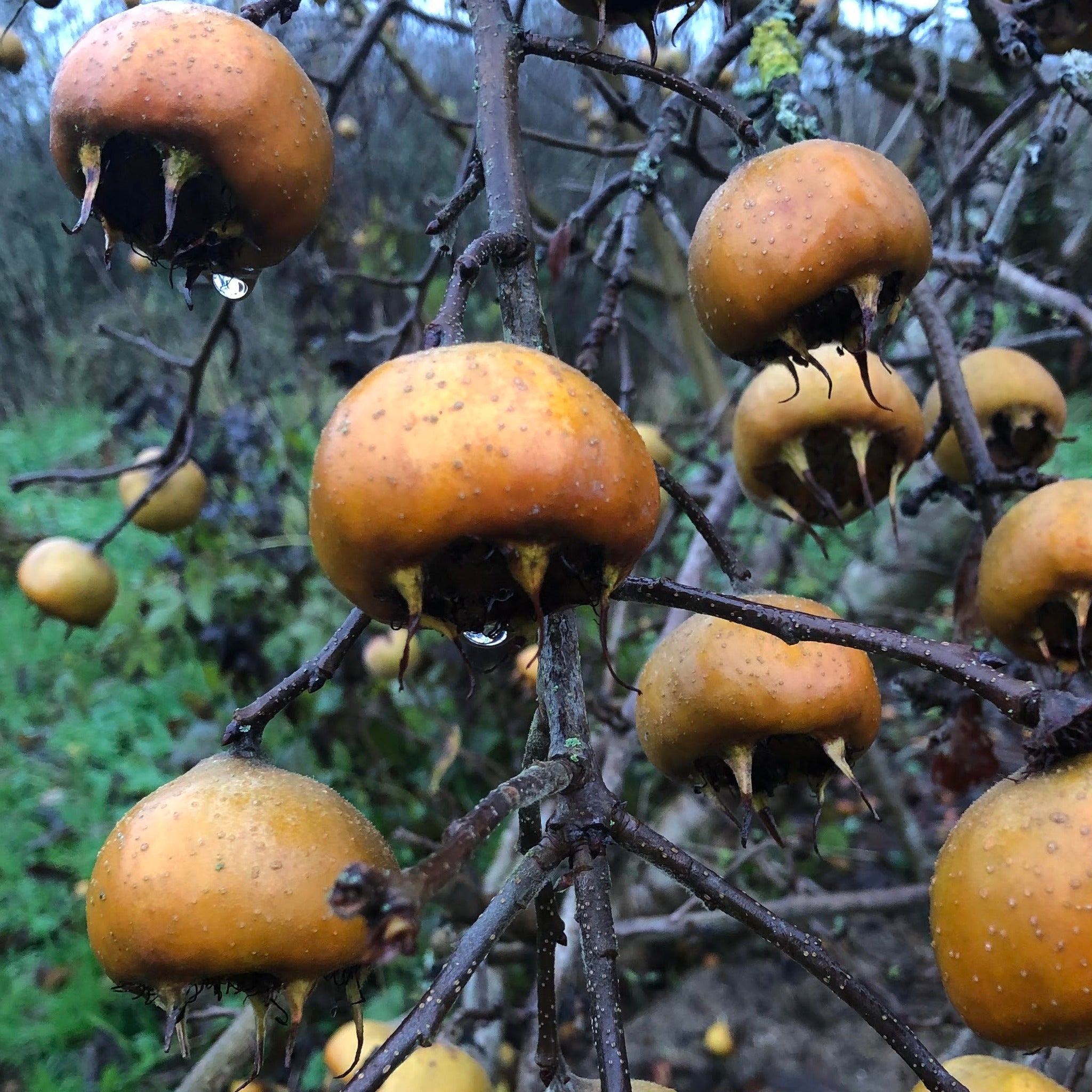 Mespilus Tree Medlar (Mespilus germanica) | Buy Heritage Fruit Trees | Habitat Aid