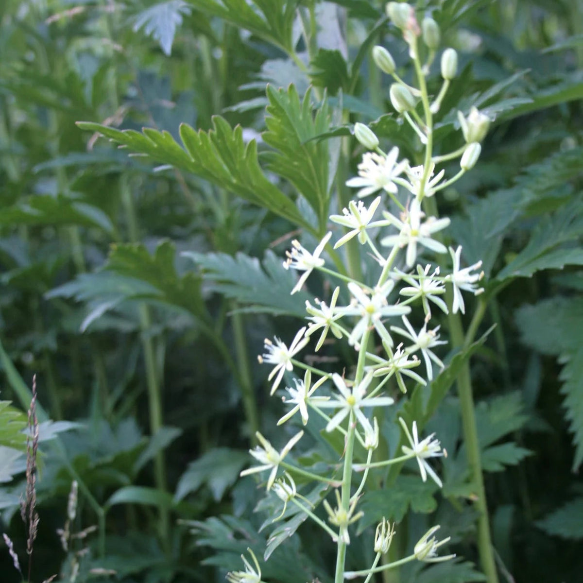 Bath Asparagus in flower