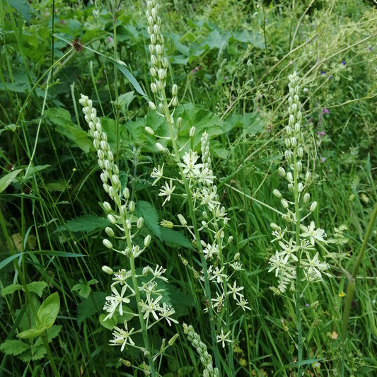 Bath Asparagus growing wild