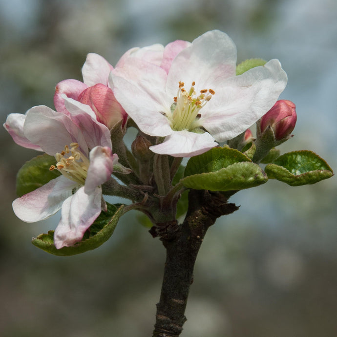 Apple Tree - Beauty of Bath (Crimson)