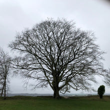Load image into Gallery viewer, Beech in winter, Old Sarum