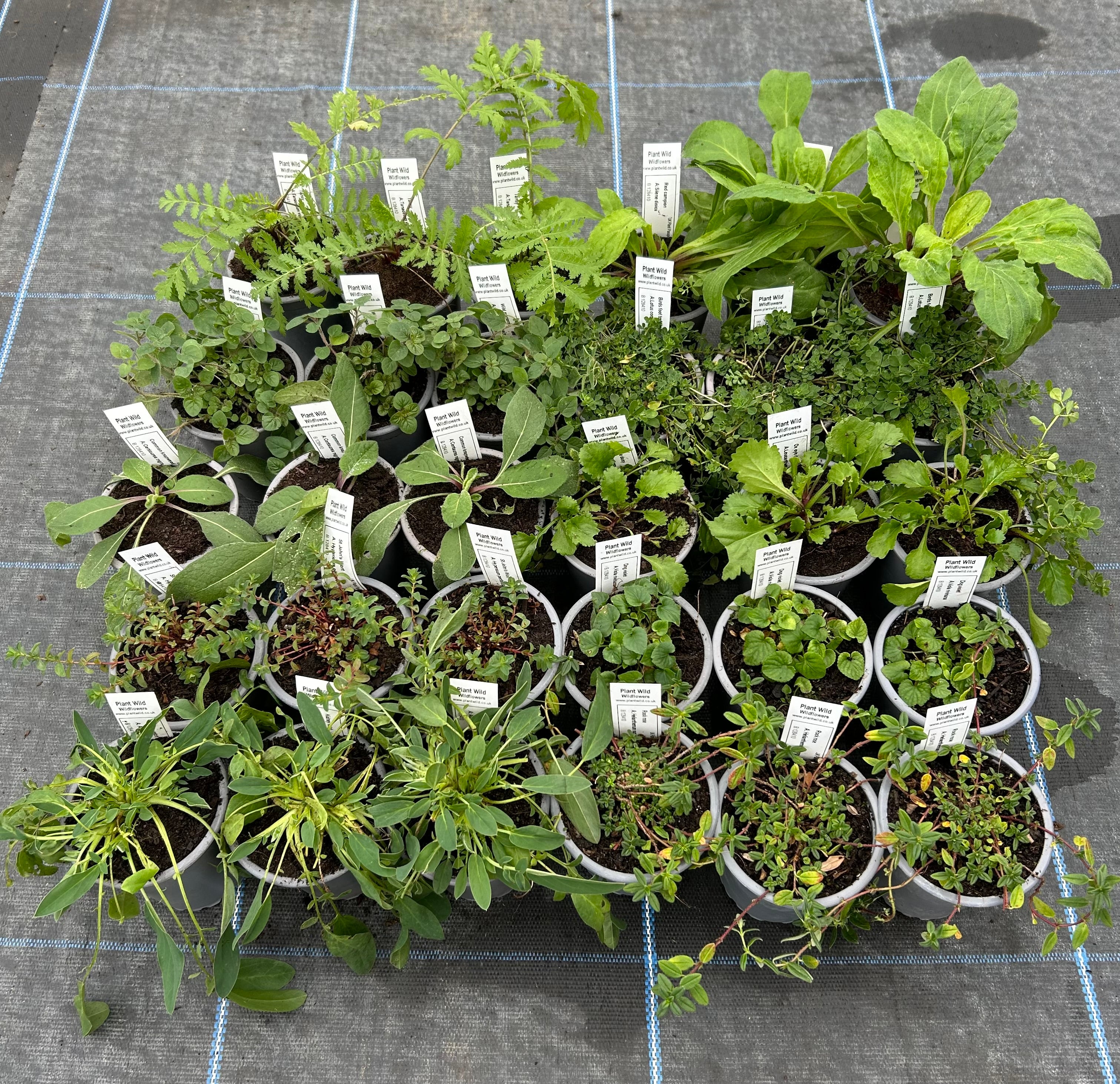 Wildflowers for Pollinators | Wildflower Shop | Habitat Aid