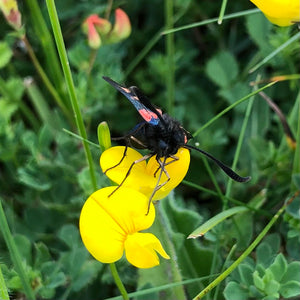 Birdsfoot Trefoil (Lotus corniculatus)