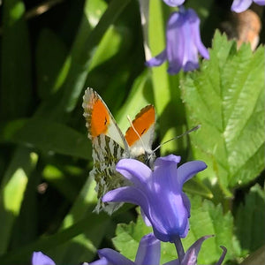 Common Bluebell (Hyacinthoides non-scripta)