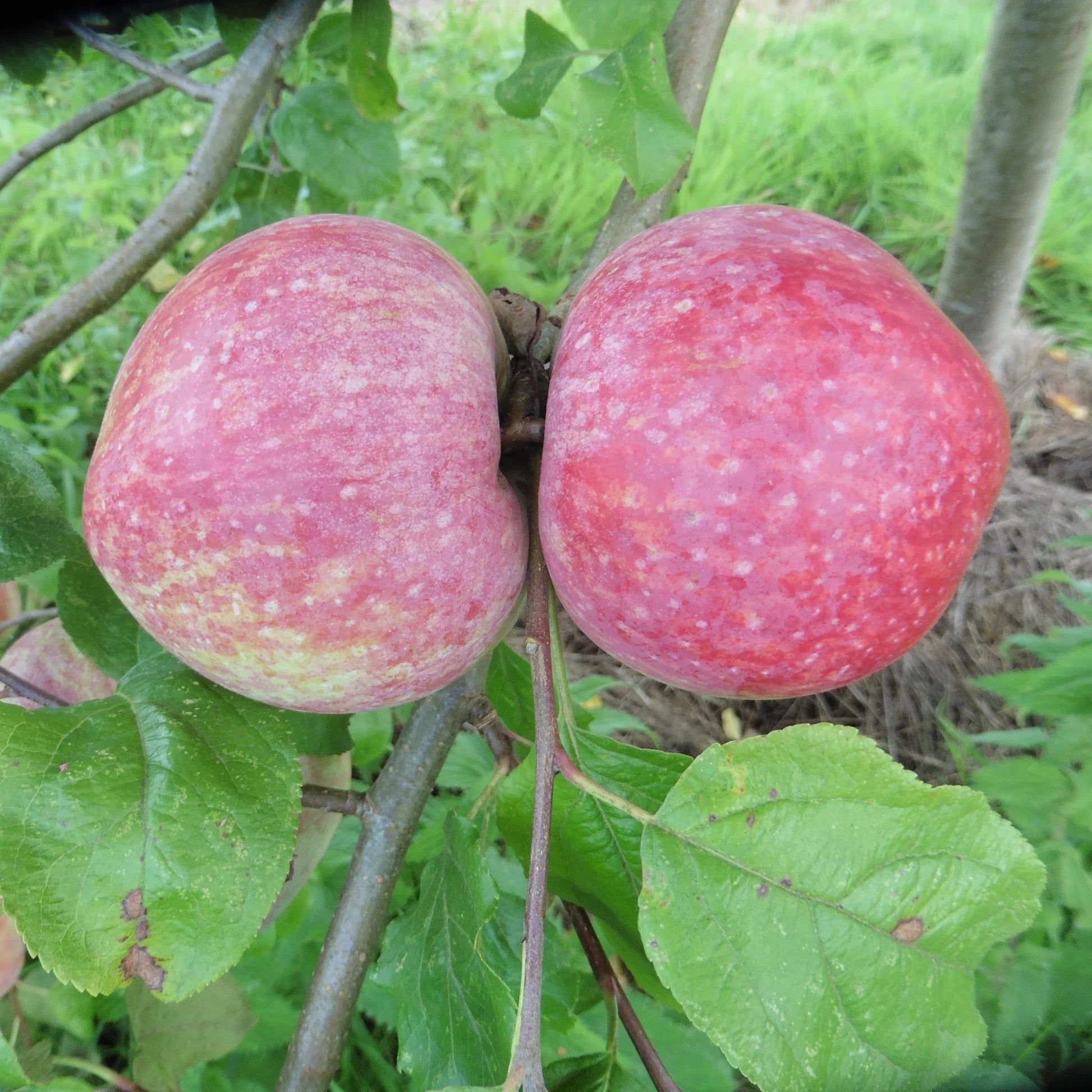 Welsh cooking apple