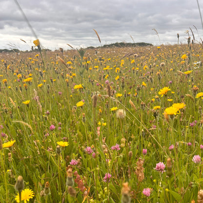 Wiltshire Wildflower Meadow Seed Mix - Calcareous Soils