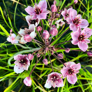 Flowering rush