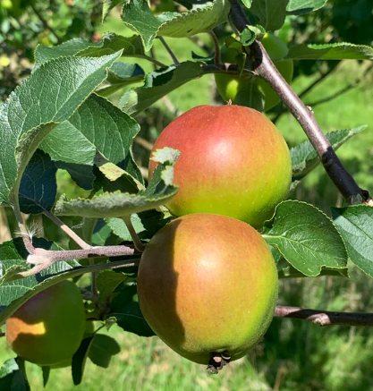 Welsh cider apple