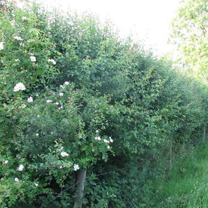 Hedge Plants: Conservation Hedge Mix