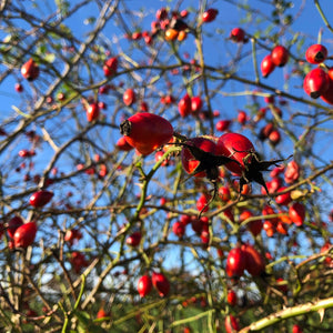 Hedge Plants: Conservation Hedge Mix