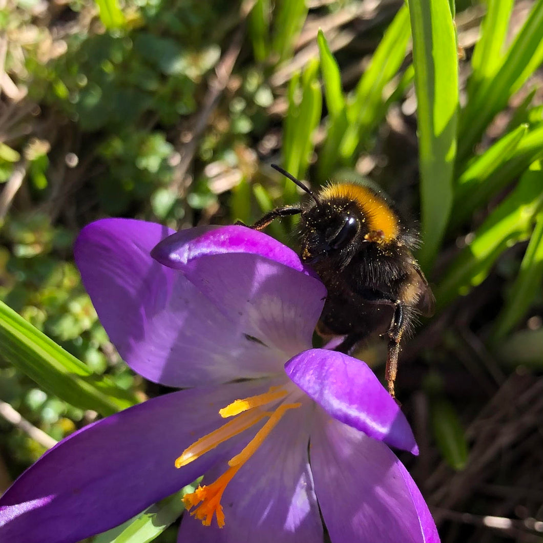 Early Crocus (Crocus tommasinianus) Collection