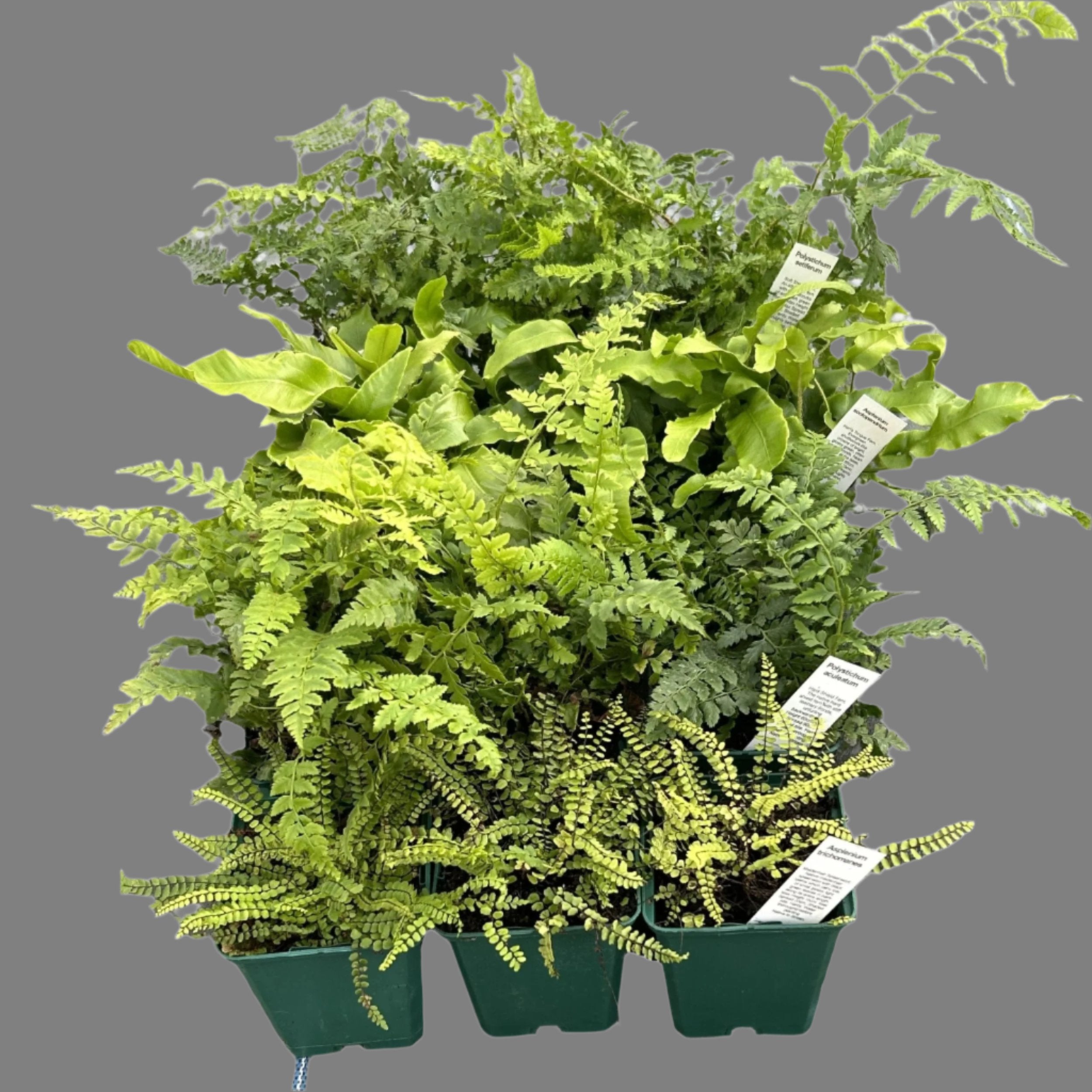 Native Fern Collection | British Wildflower Shop | Habitat Aid
