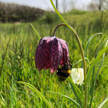 Load image into Gallery viewer, Fritillaries (Fritillaria meleagris)