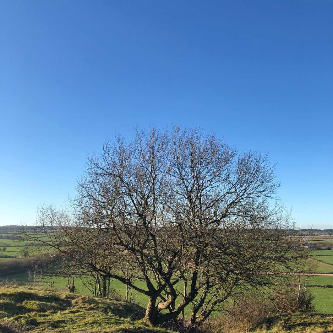 British trees for wet woodland