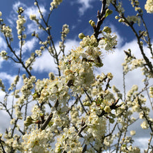 Load image into Gallery viewer, Gage Tree - Green Gage