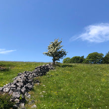 Load image into Gallery viewer, Hawthorn (Crataegus monogyna)