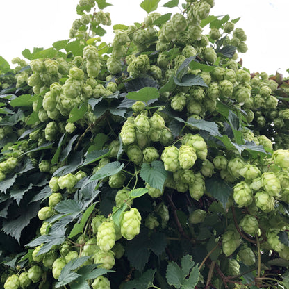 Humulus lupulus flowering