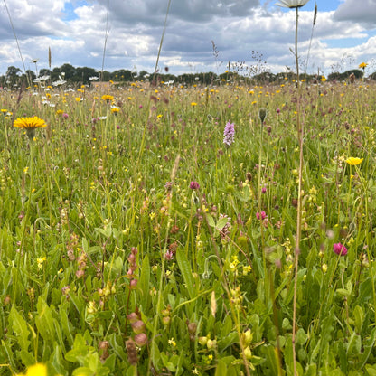 Wiltshire Wildflower Meadow Seed Mix - Calcareous Soils