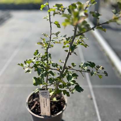 Crataegus laevigata
