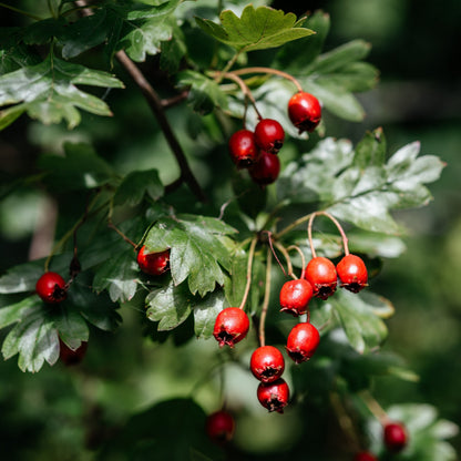 Red hawthorn berries hanging from leafy green branches against a blurred dark green background.