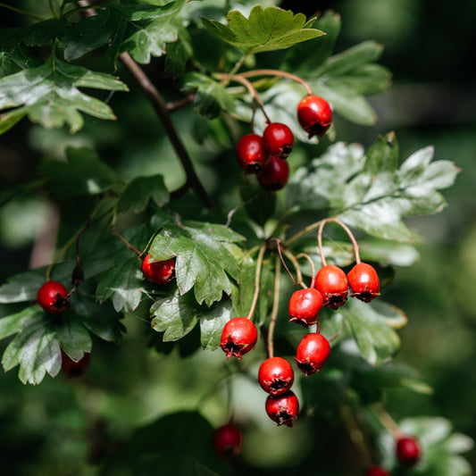 Red hawthorn berries hanging from leafy green branches against a blurred dark green background.