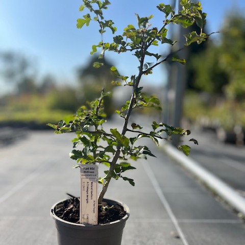 Native crataegus laevigata