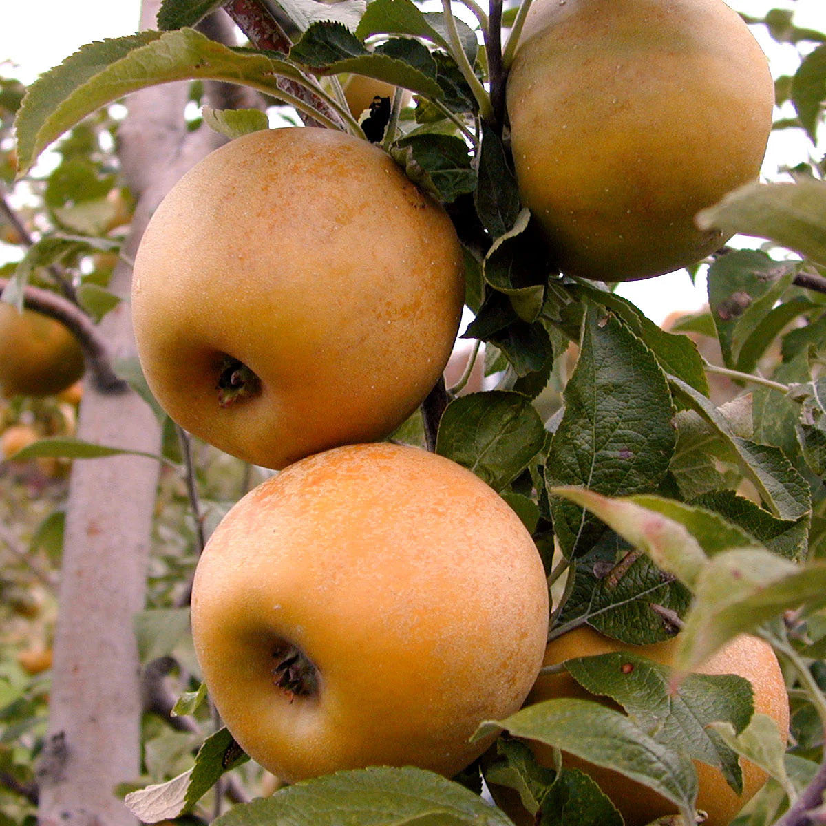 Welsh russet eating apple