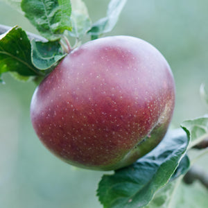 Apple Tree - Norfolk Beefing
