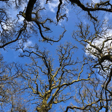 Load image into Gallery viewer, Oak woodland in early Spring, Dartmoor