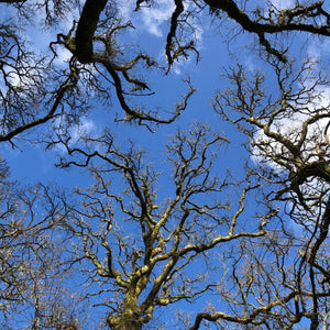 Oak woodland in early Spring, Dartmoor