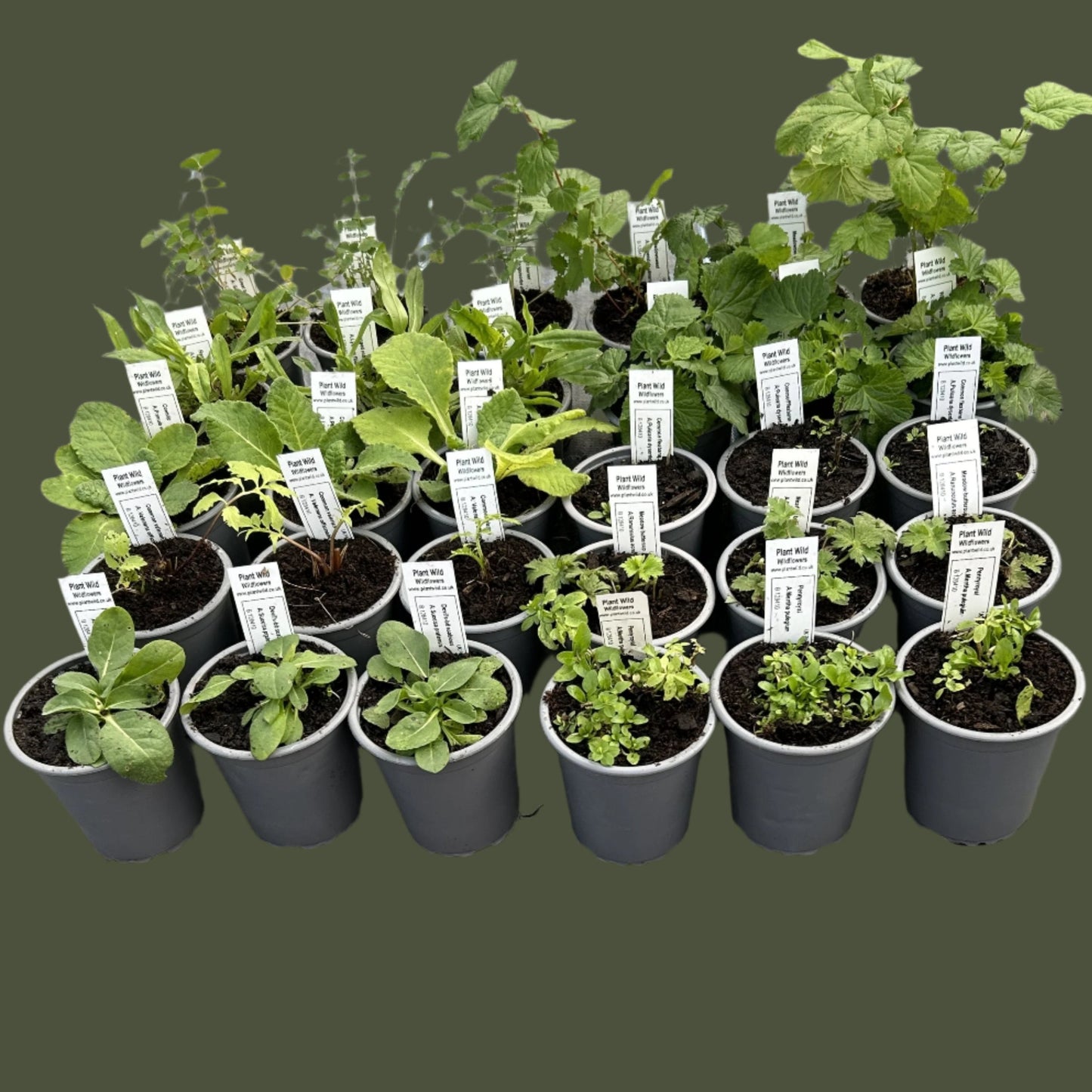 Pond edge plants 9cm pots 