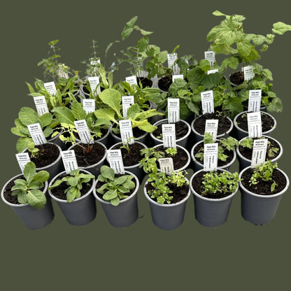 Pond edge plants 9cm pots 
