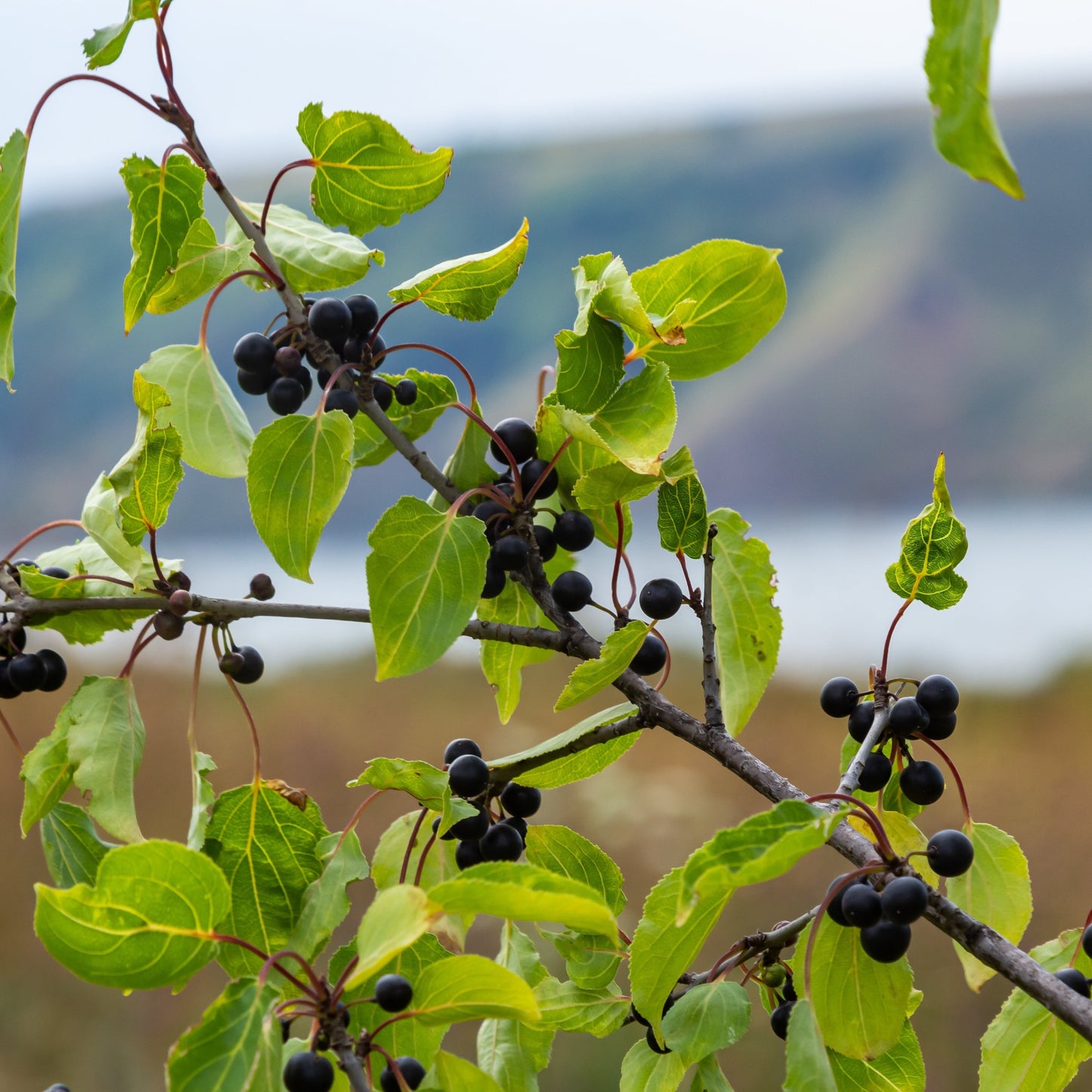 Rhamnus cathartica berries