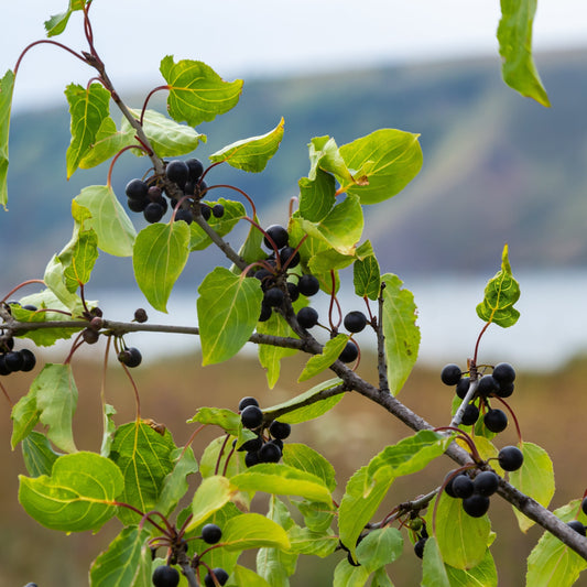 Rhamnus cathartica berries