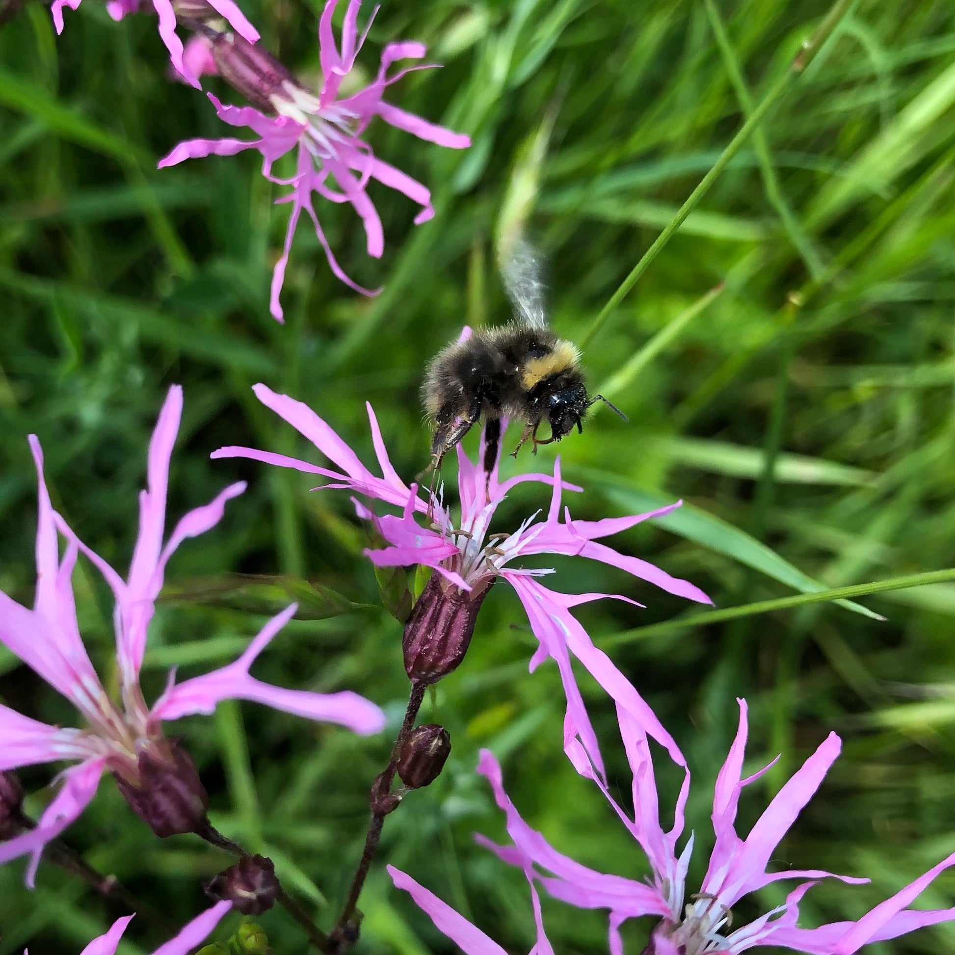 wildflower seeds for wet areas Wet Areas Wildflower Mix | British Wildflower Seed