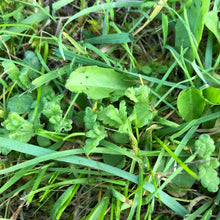Load image into Gallery viewer, Yellow rattle young seedlings
