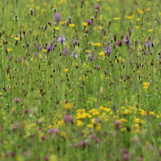 Meadow with Birdsfoot trefoil, Buttercup, plantain, orchids etc.