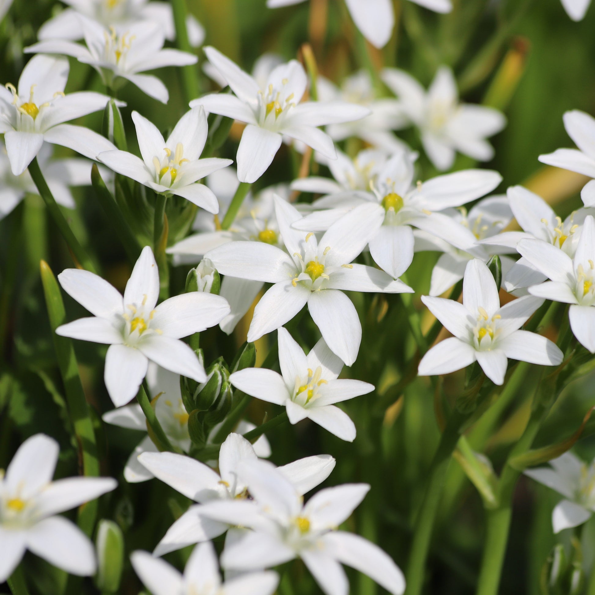 Star of Bethlehem in flower