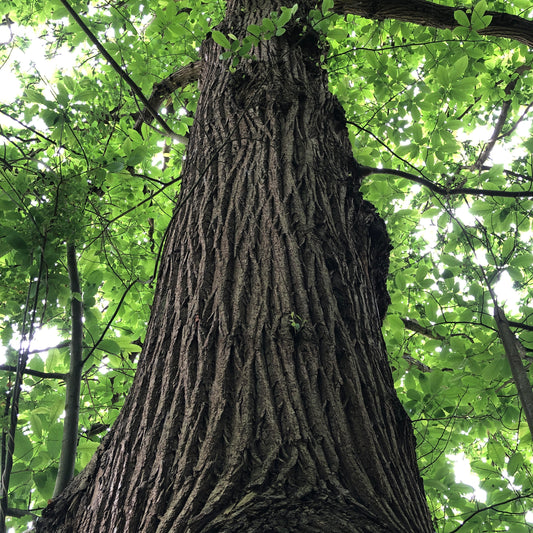 Mature Sweet Chestnut, Sussex Weald