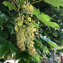Load image into Gallery viewer, Sycamore (Acer pseudoplatanus)