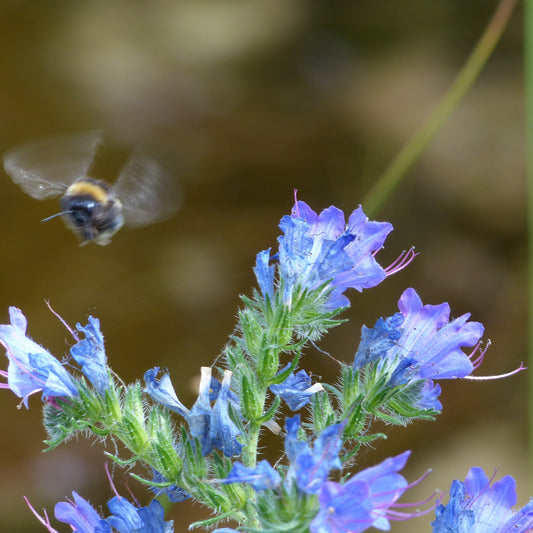 Vipers buglos in flower and bumblebee