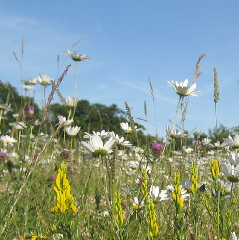 Neutral species rich grassland in the Weald
