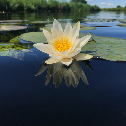 Aquatic Native Plants: Water Lilies
