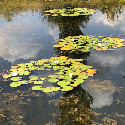 White water lilies in a Somerset pond